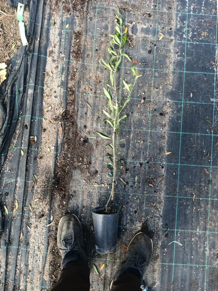 Oliveiras conserva de Elvas e azeitona de mora
