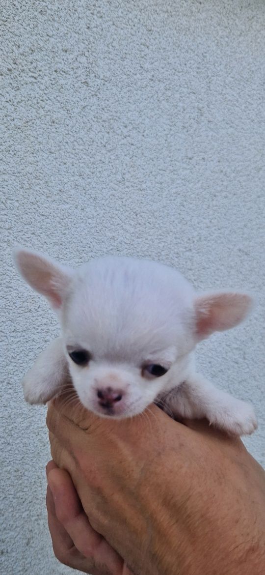 Chihuahua mini piesek