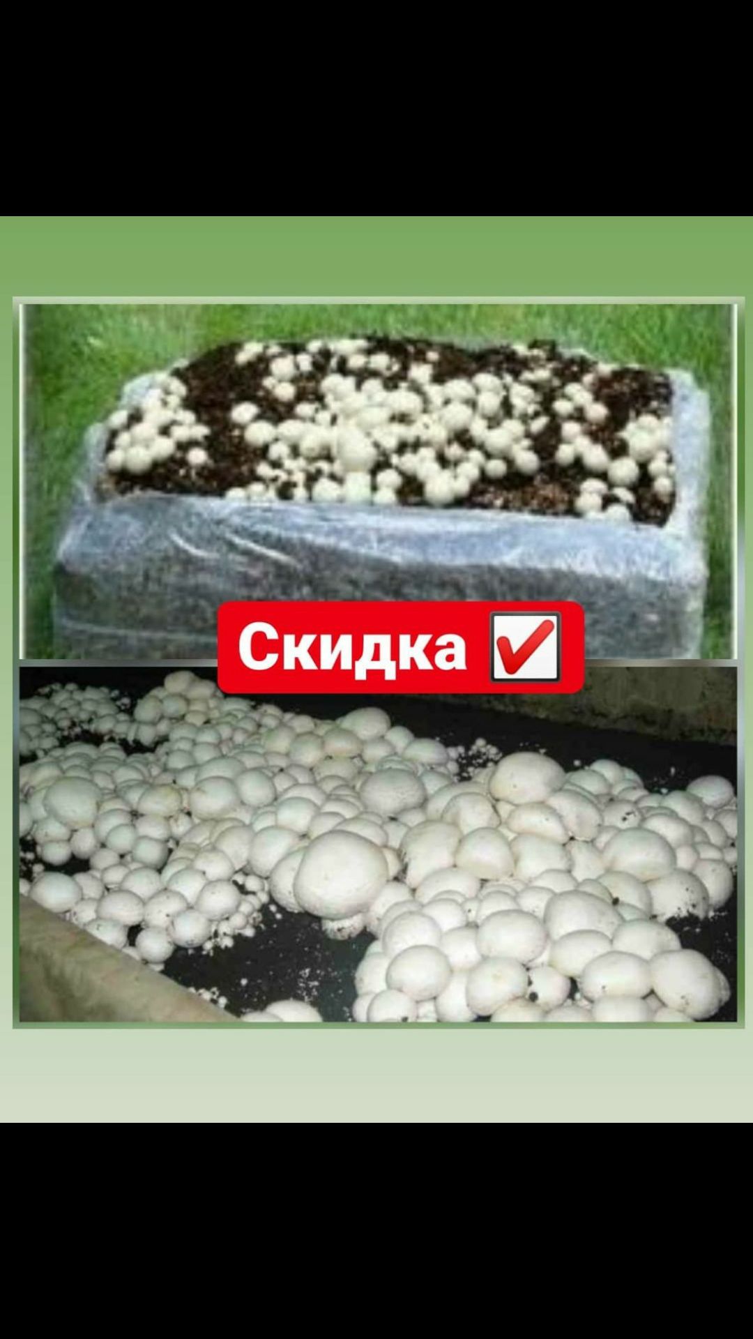 Брикет білого мясистого шампіньйона
