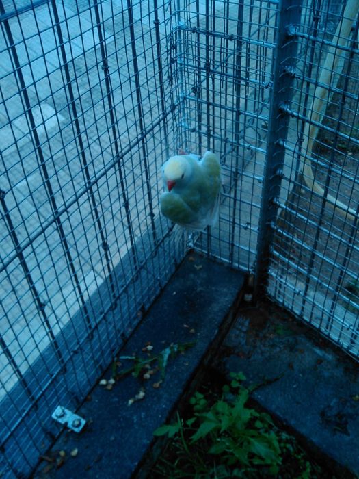 Vários Ring necks para cedencia