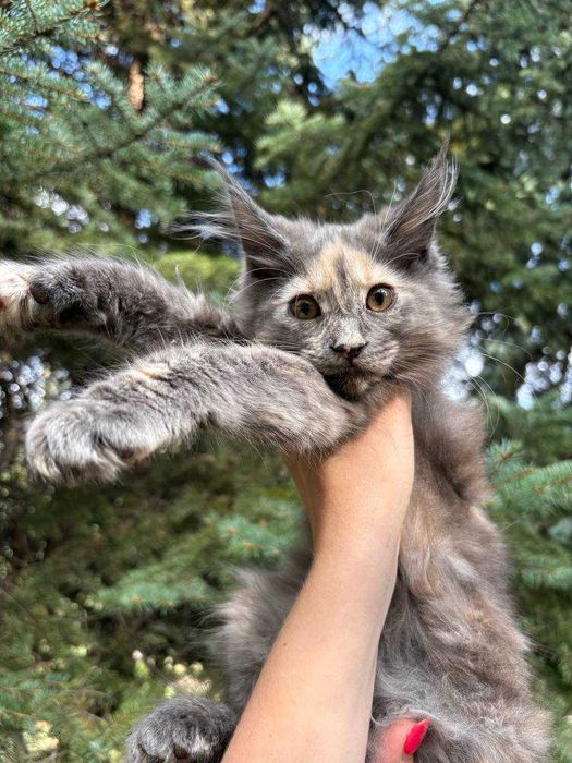 Кішечка мейн кун зі всіма документами WCF та доставкою Україною