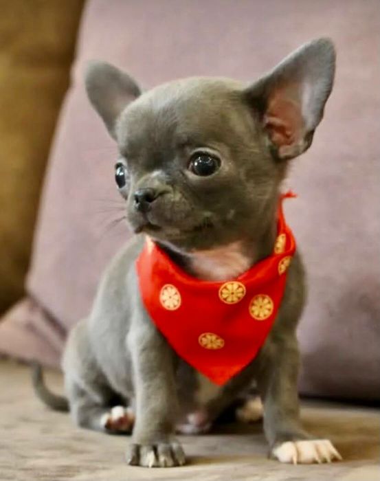 Малюки Чихуахуа до Свят