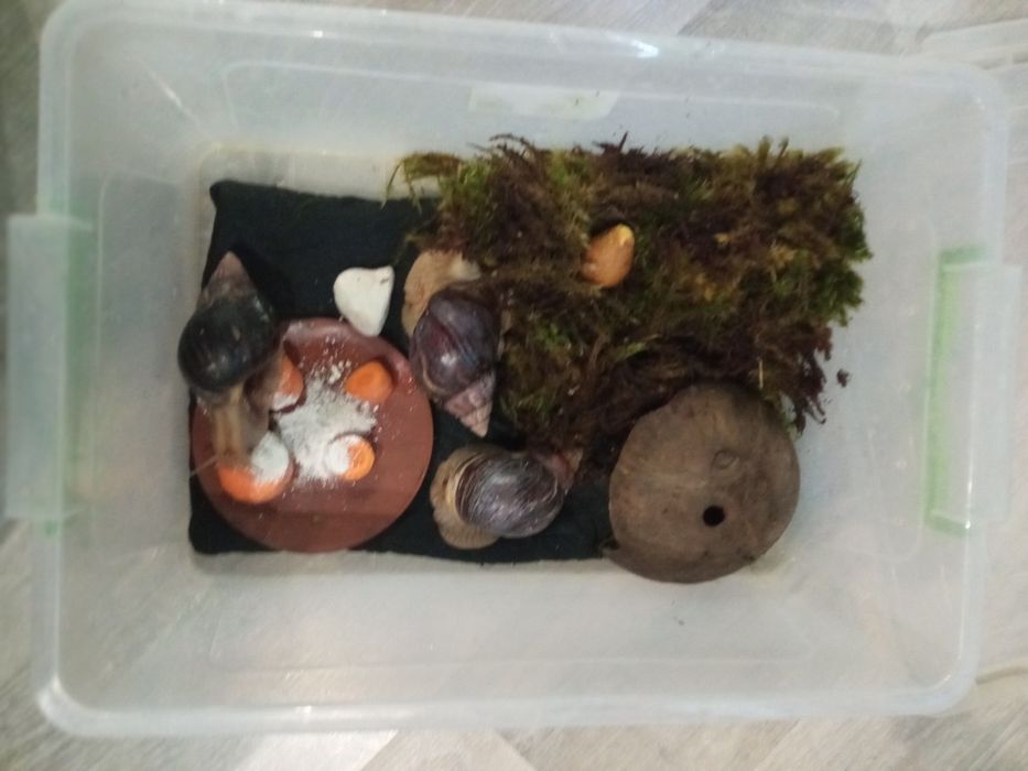 Равлики імакулята!