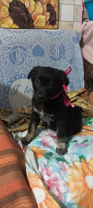 Отдам даром в хорошие руки