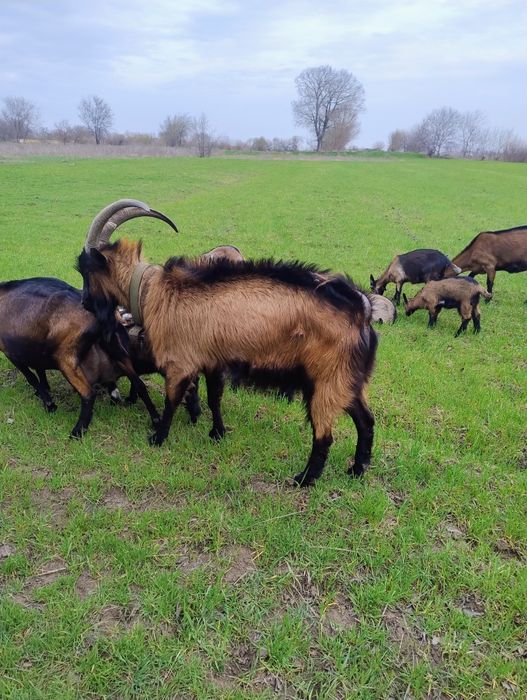 Продам  Альпийца 3 года