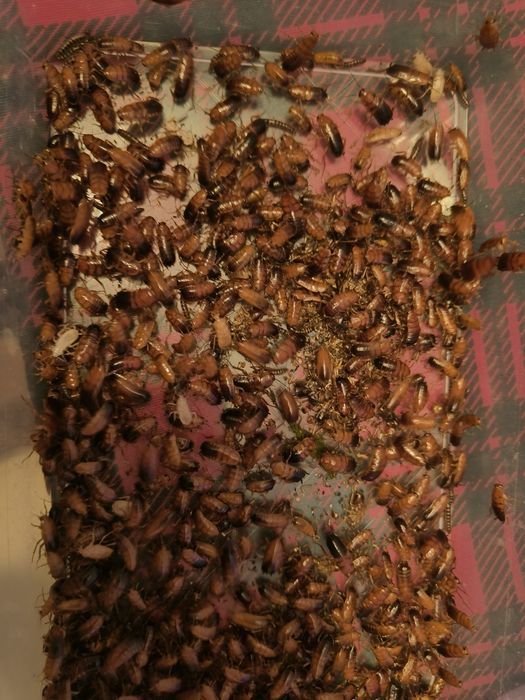 Karaczany Tureckie/ Karmówka/ Turki