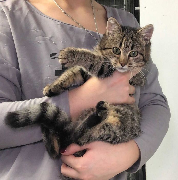 Красивая полосатая девочка-котёночек Мими, возраст около 3.5–4 месяцев