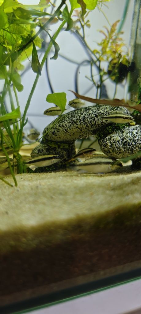Kribensis casais