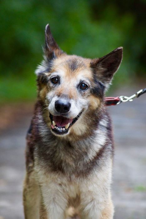 Bruno- łagodny i poczciwy staruszek do adopcji