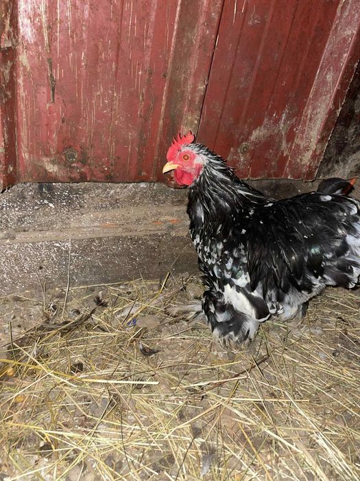 Tenho um pekin para vender