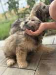 Szczeniak shih tzu tylko w dobre ręce!