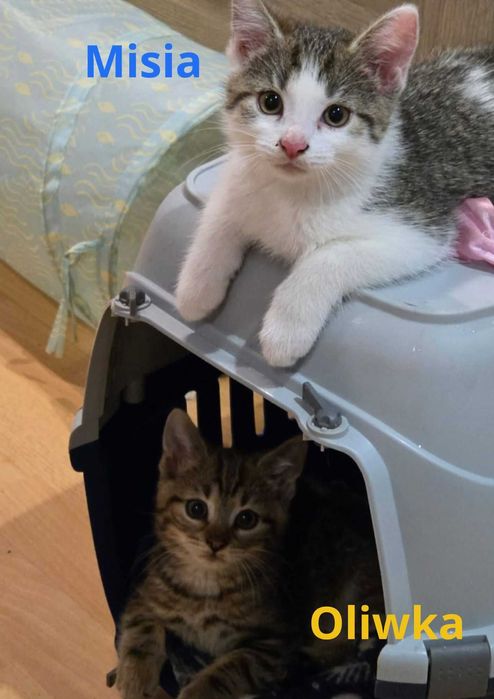 Oddam za darmo trzy urocze kotki :)