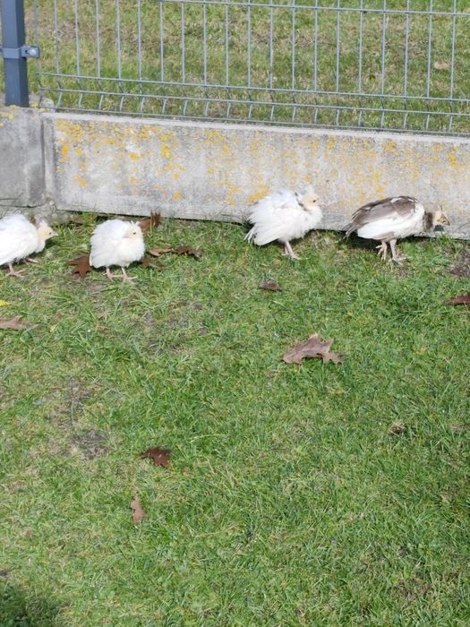 Pawie młode sprzedam