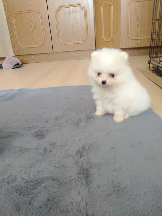 Szpic miniaturowy pomeranian chłopak xxs