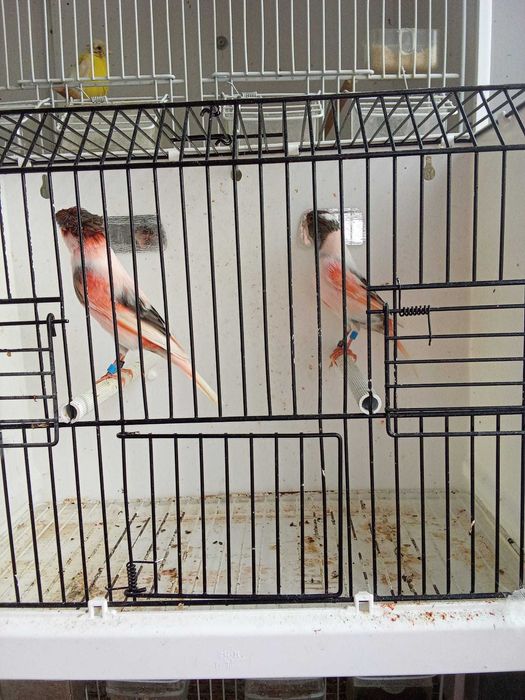 Vendo Arlequim Português