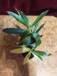 Растения распродажа: бонсай фикус кофе хамедорея  аглаонема