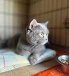 Британский котик 2 года породистый приют