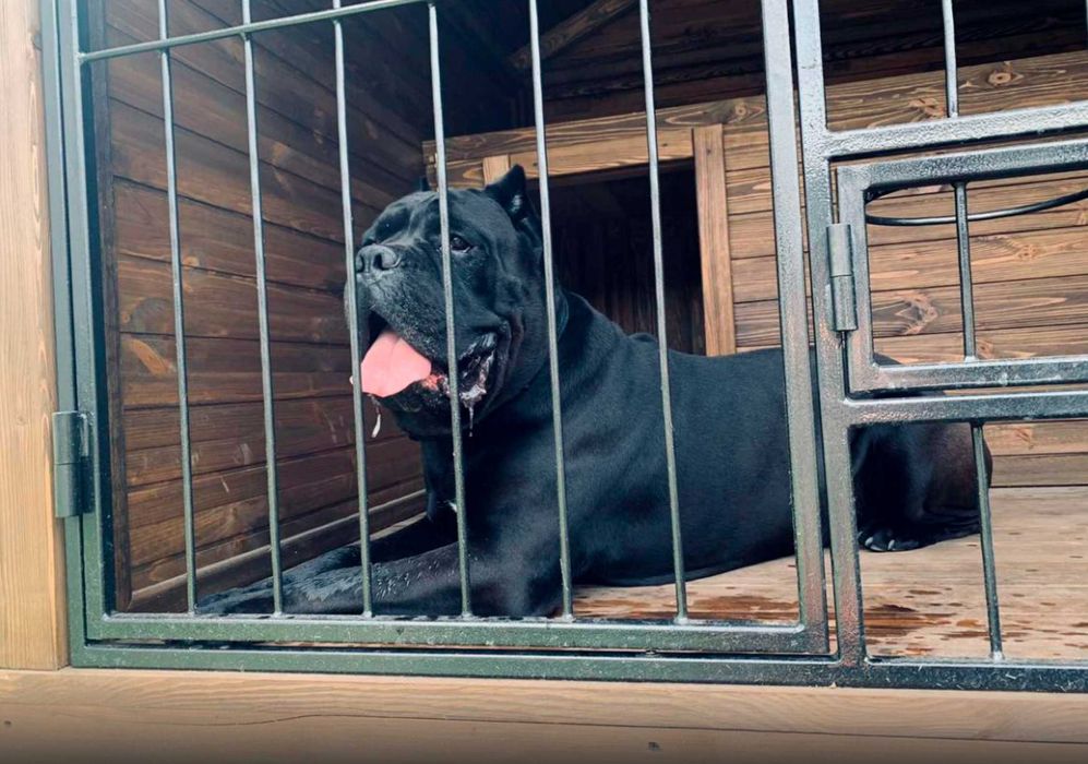 Вольєр з утеплено будкою | Вольєр під ключ