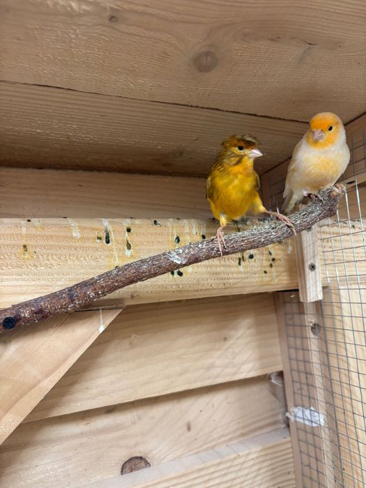 Sprzedam kanarki i inne ptaki