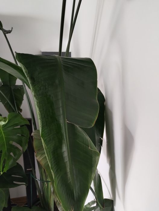 Strelicja w doniczce