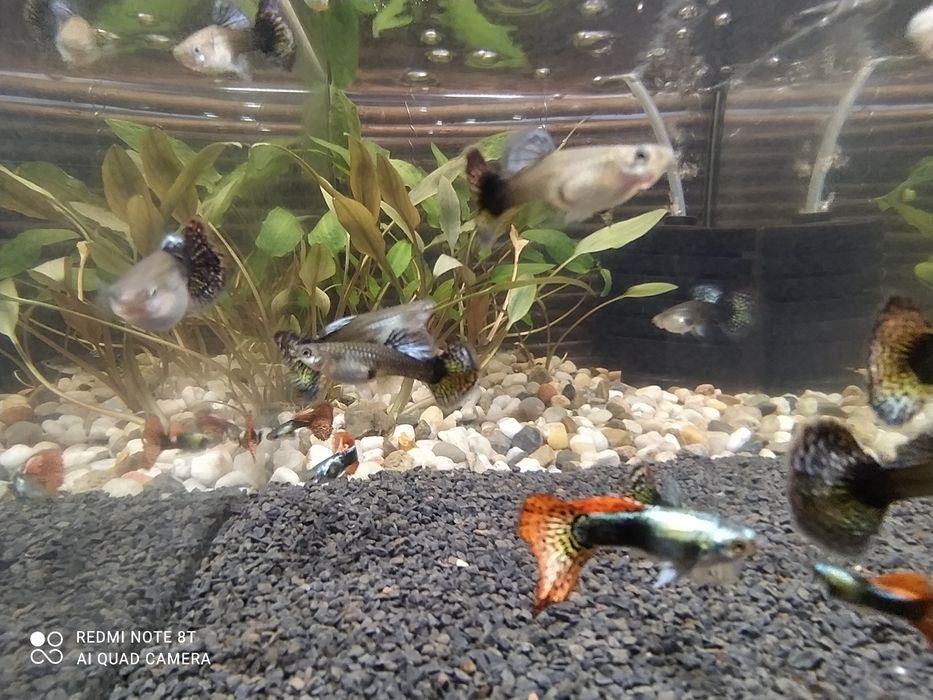 Gupiki rasowe Dragon Red