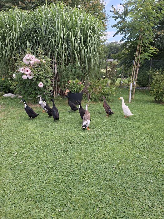 Sprzedam kaczki biegusy