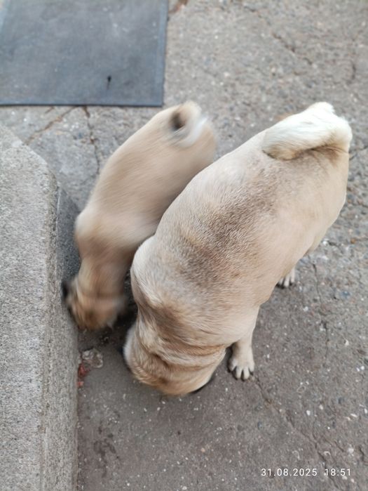 Ищем заботливую семью для девочки