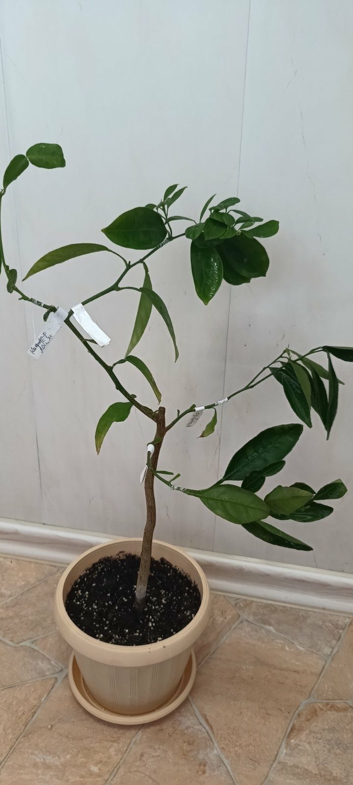 Цитрус дерево-сад - 4 сорта - мандарин, лайм каламондин