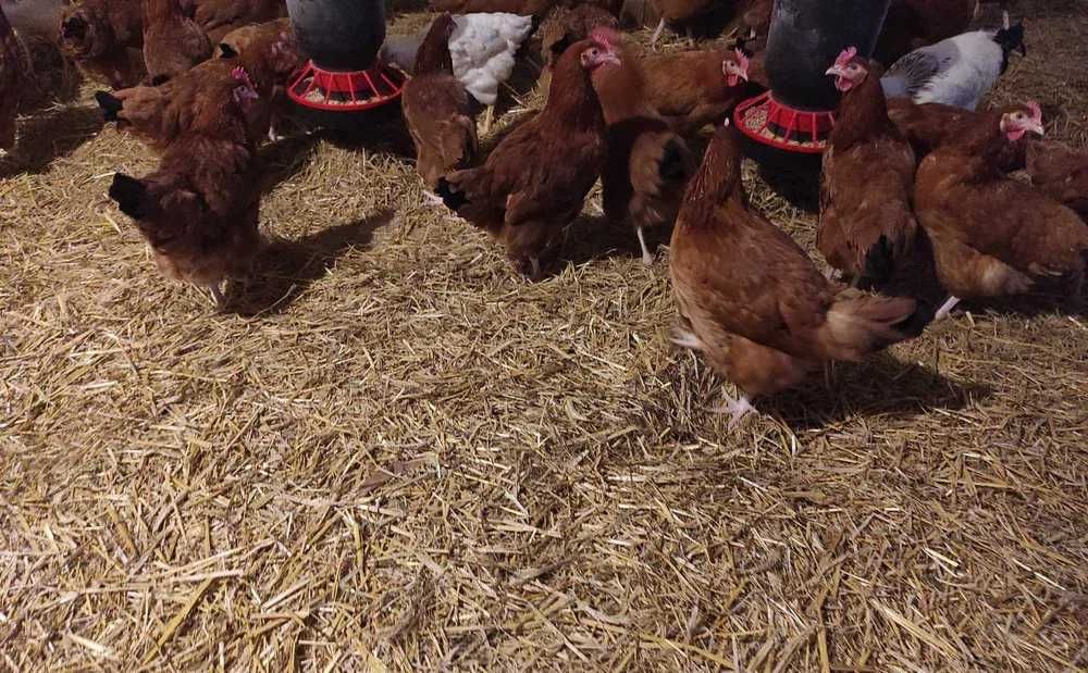 Młode kurki nioski najlepsze kury z pierwszym jajkiem Rosa Leghorn