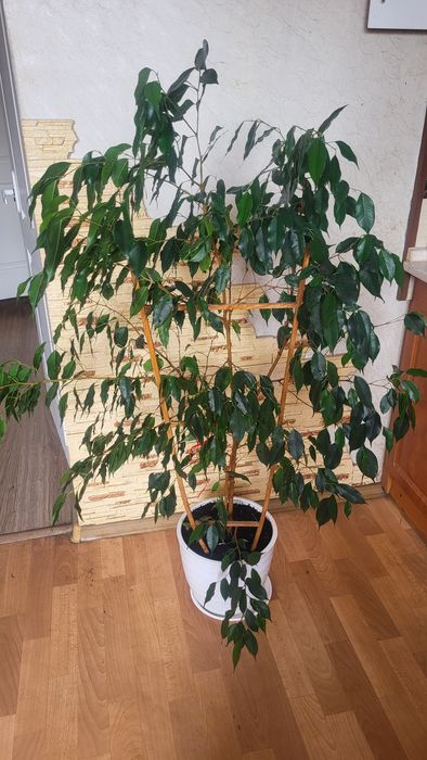 Фікус Бенджаміна