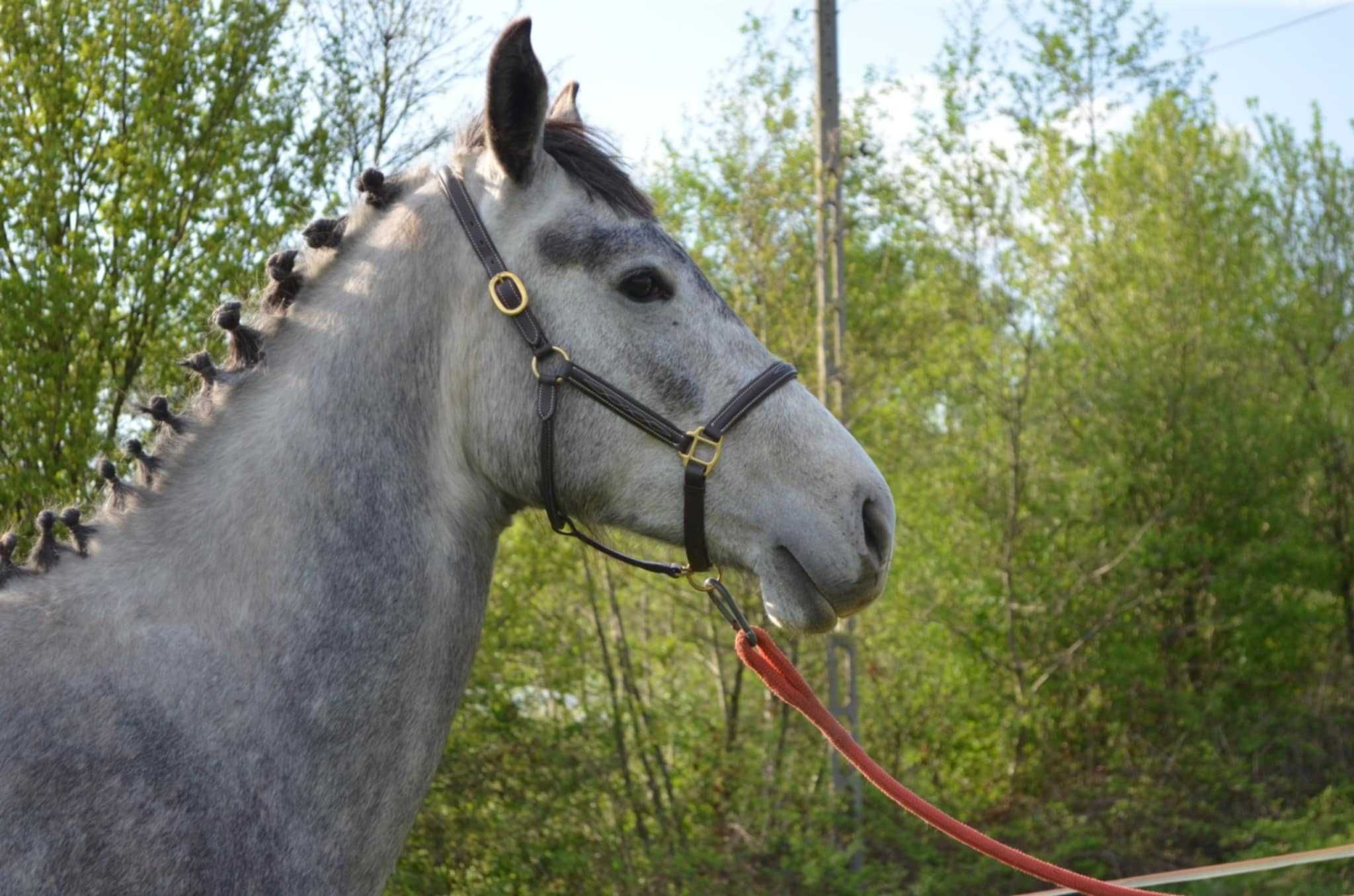 Ogier 2 letni PKS