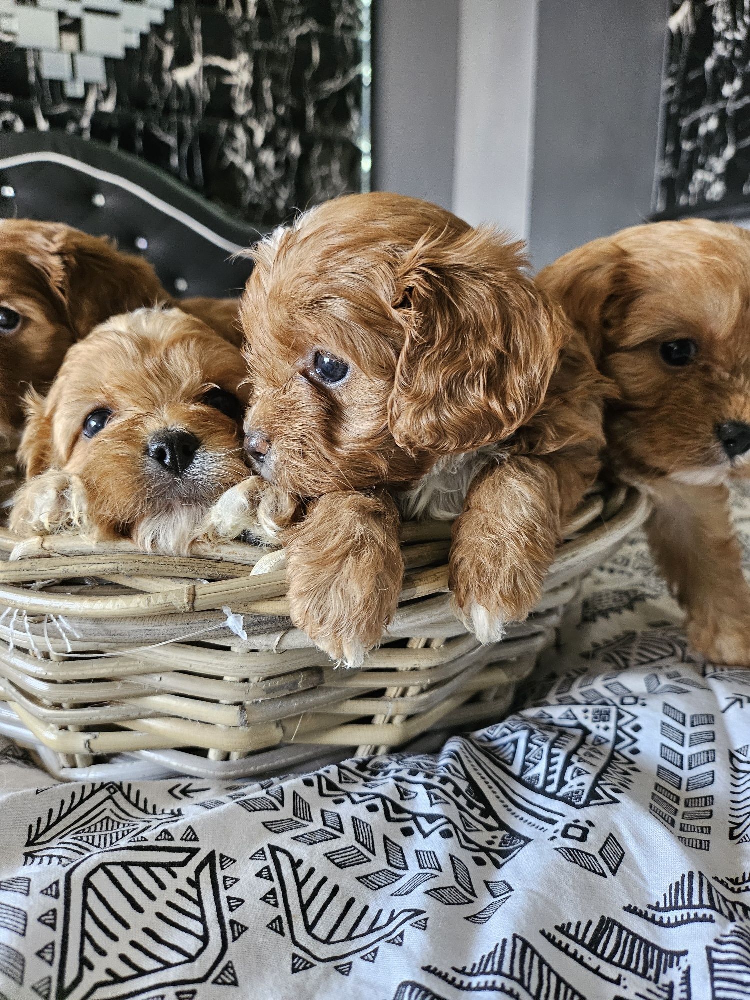 Cavapoo najpiękniejsza suczka wychowana przez behawioryste.