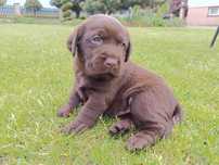 Labrador Retriever -szczeniaki czekoladowe