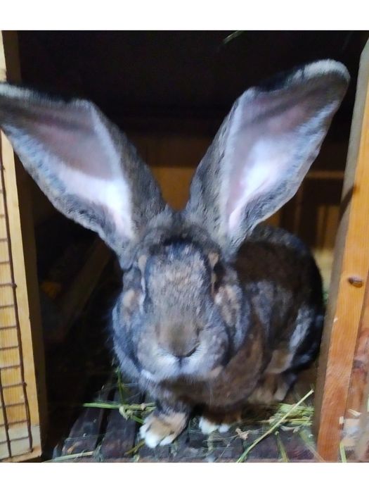 Кролики  " Бельгійський велетень" (Фландр).)