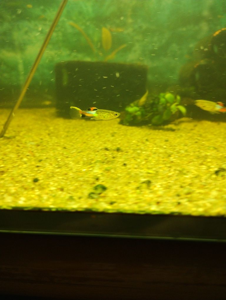 Gupiki Endlera Blue Snake