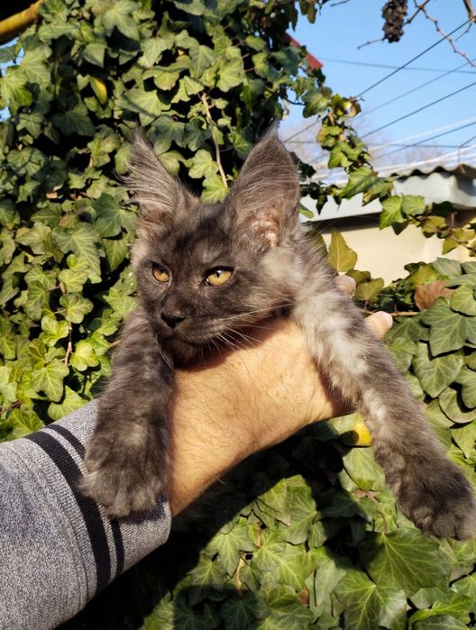 самый красивый окрас - чёрный дым