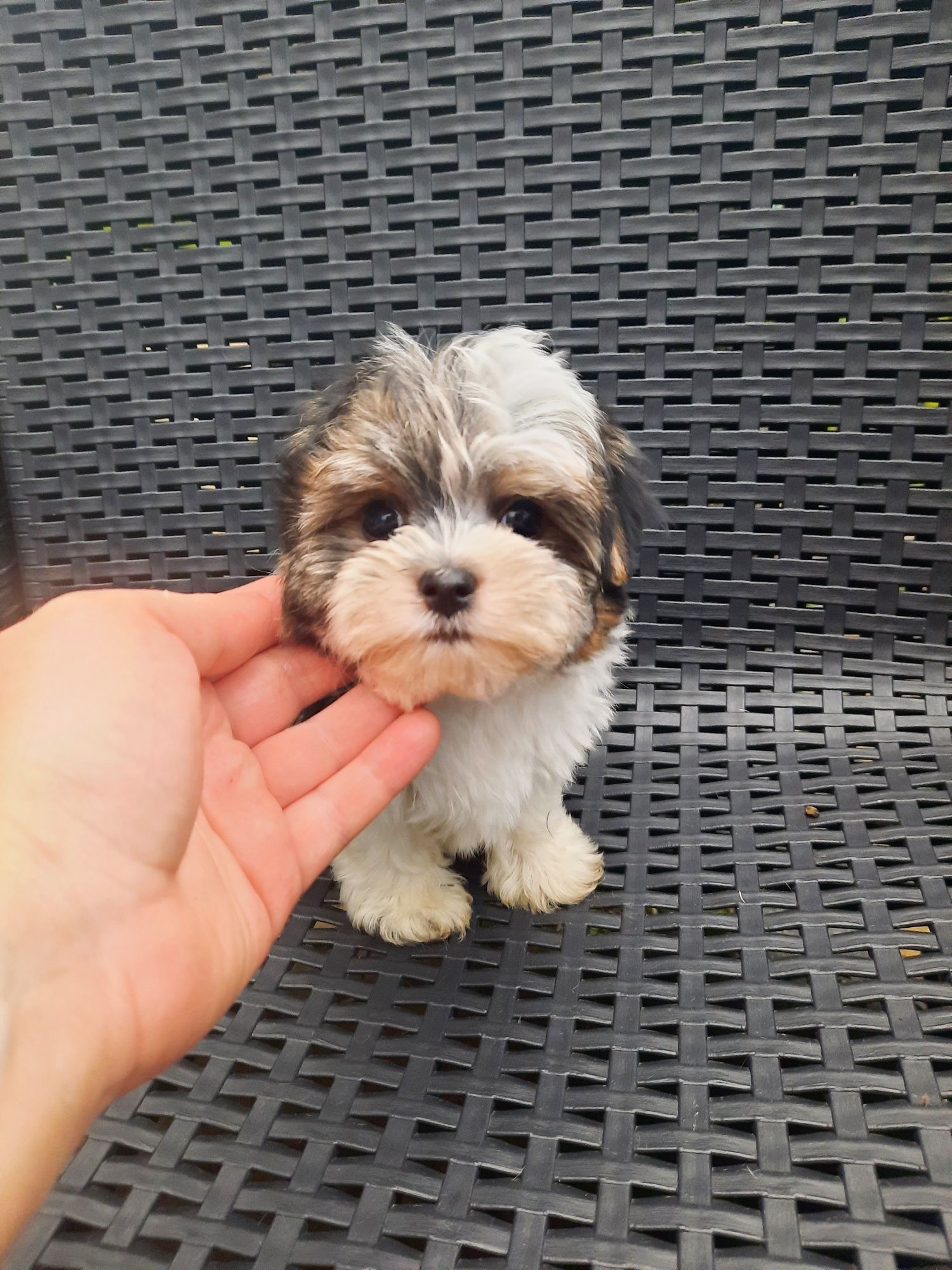 Yorkshire Terrier Biewer samiec miniaturowy