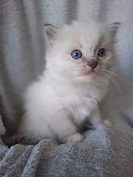 RAGDOLL Chłopiec blue mitted lynx mruczuś FPL