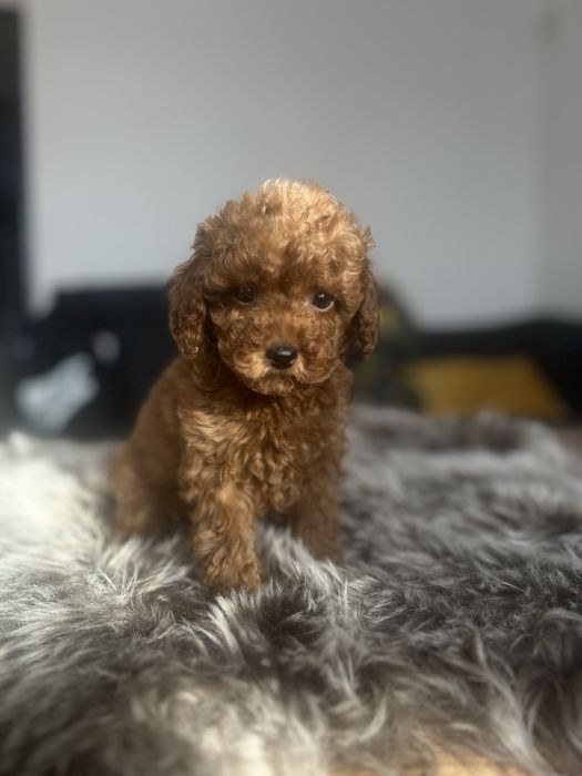 Pudel Miniaturowy sunia Red płowy