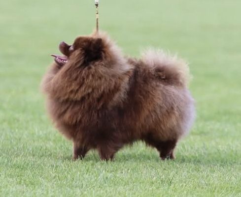 Szpic miniaturowy pomeranian Reproduktor