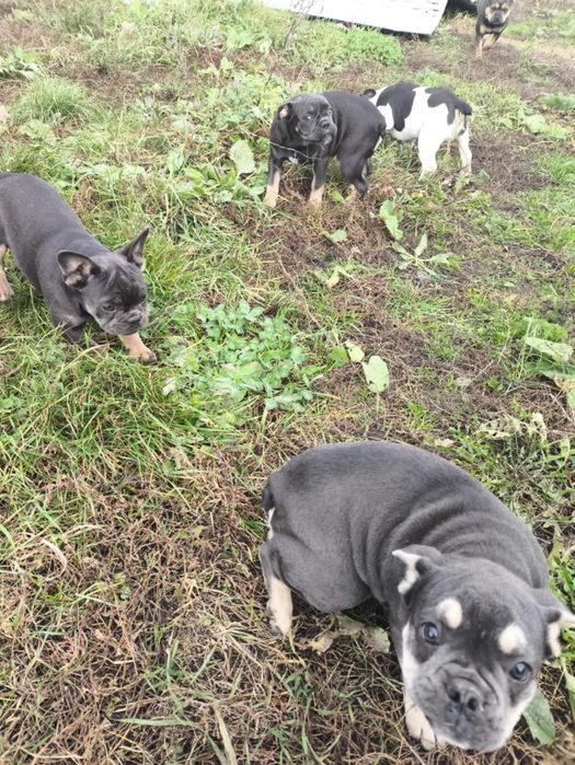 Piesek buldog  francuski