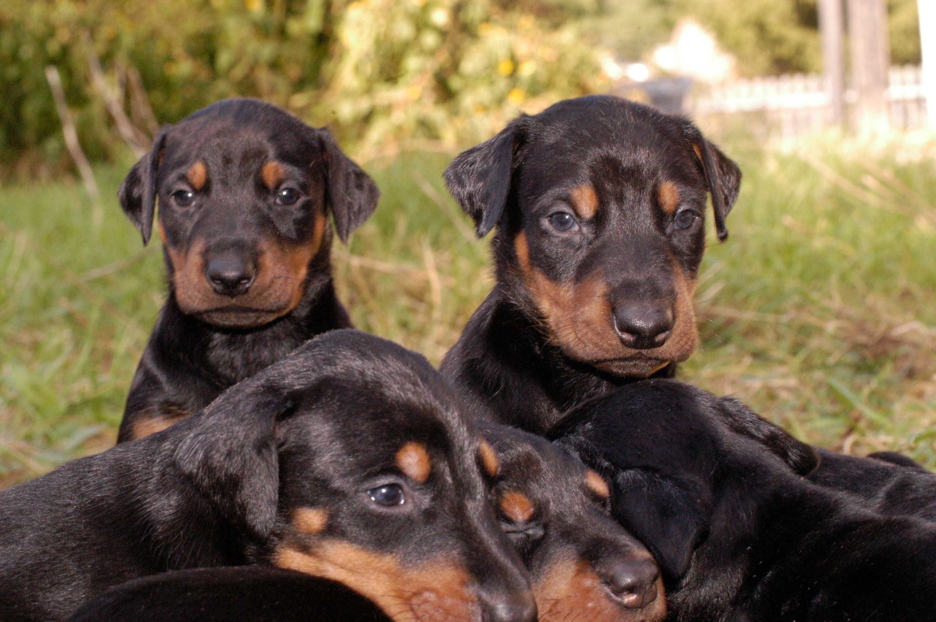 Doberman szczeniak – rodowodowy, zdrowy i gotowy na nowy dom