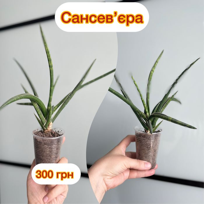 Сансевєра, санса, сансевʼєрія