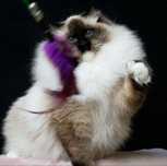Kotka do hodowli Seal Mitted ragdoll FPL/FIFE