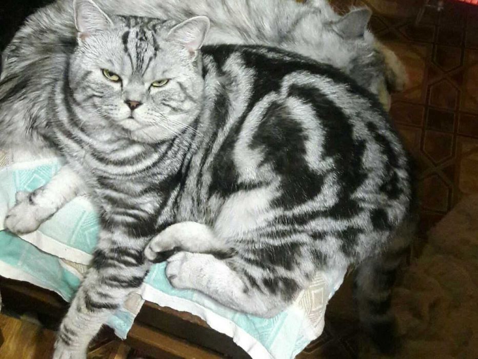 Вязка .Шотландский кот