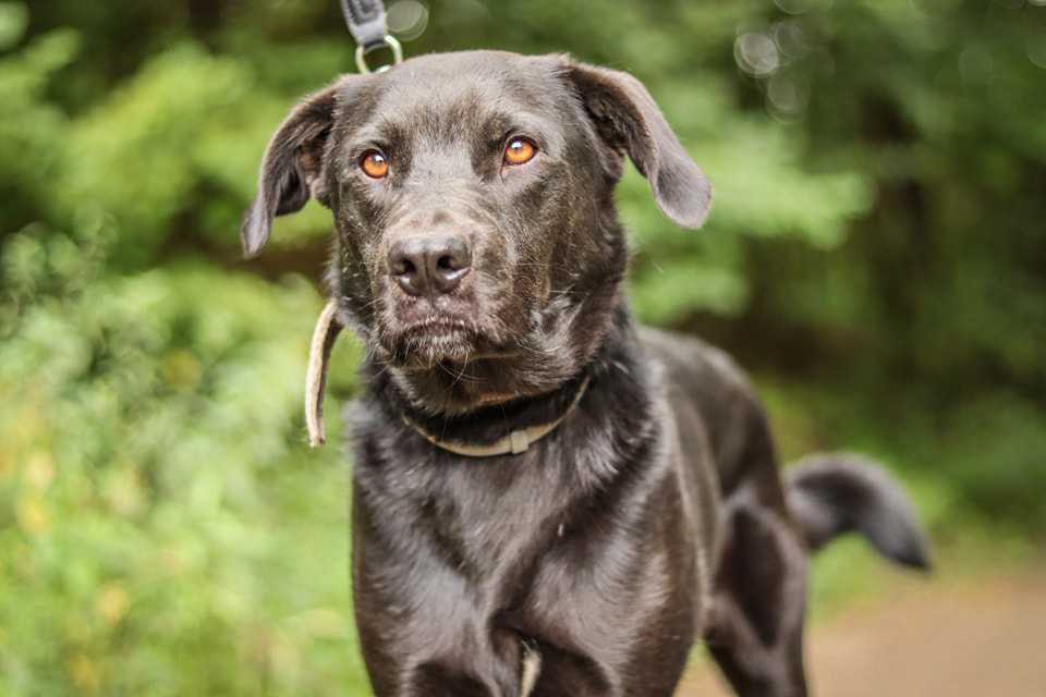 Milo - pies z duszą labradora, ideał w czarnym futrze