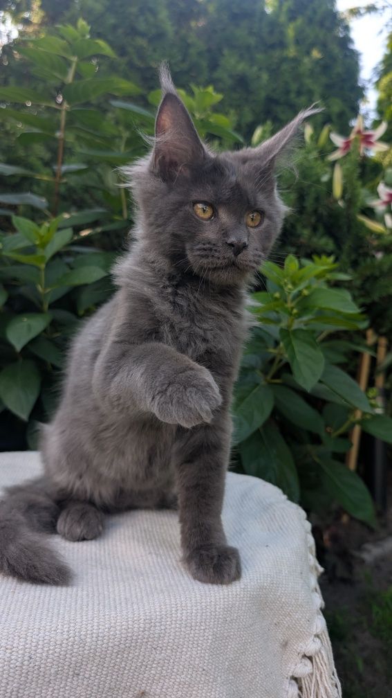 Kocurek niebieski solid Maine Coon. Opcja hodowlana. Zapraszamy