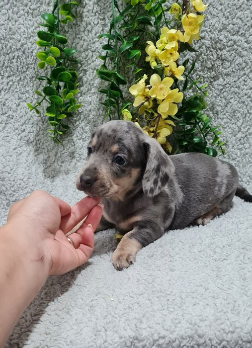 Estupendo Teckel Blue Arlequim de Qualidade