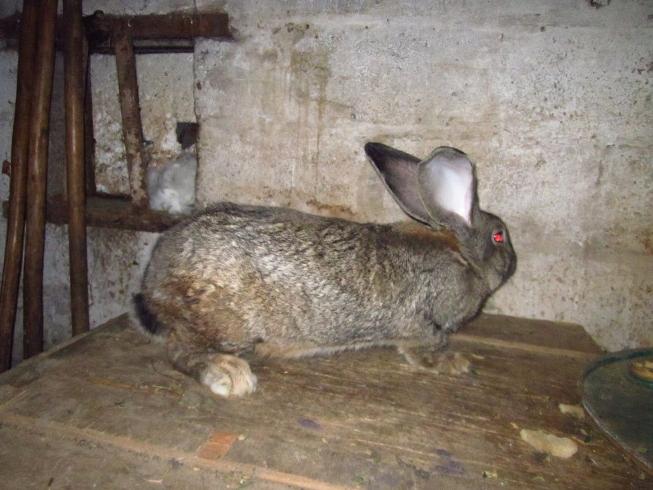 Продам породисті кролі: білий велетень, шиншила - різний вік