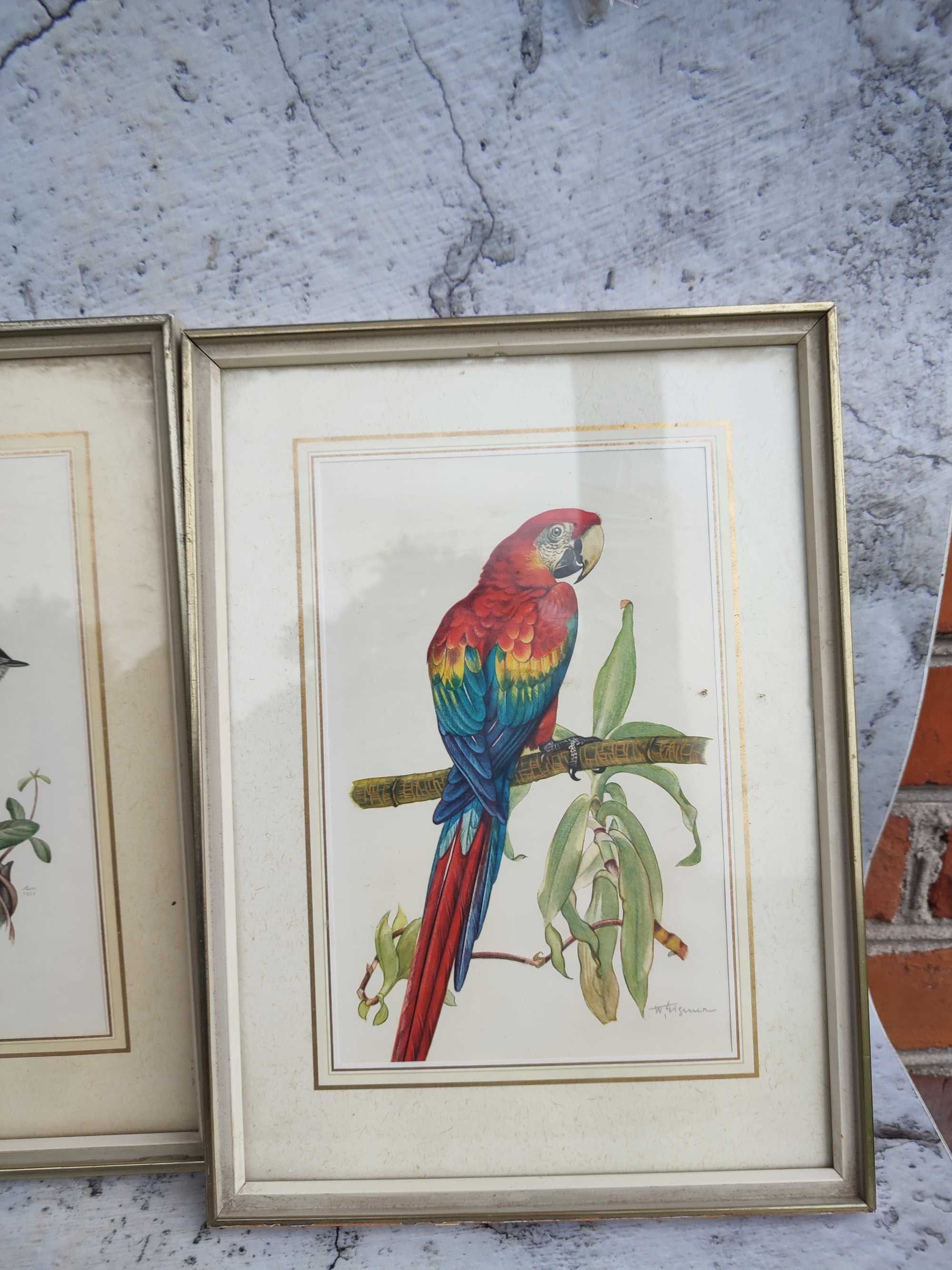 Stare Grafiki - Motyw ptaków - vintage - design
